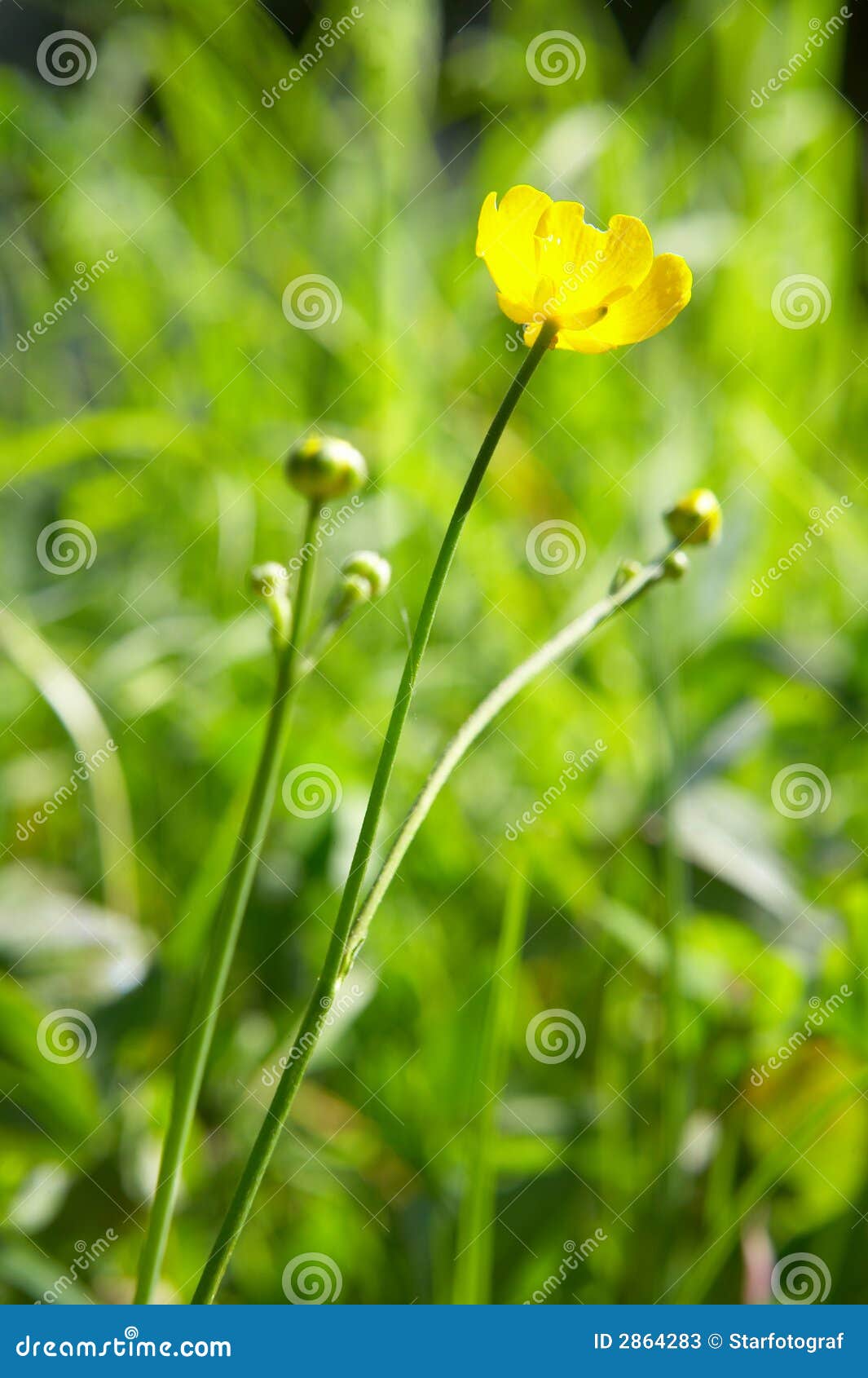 Yellow Flower and Green Grass Stock Image Image of environment