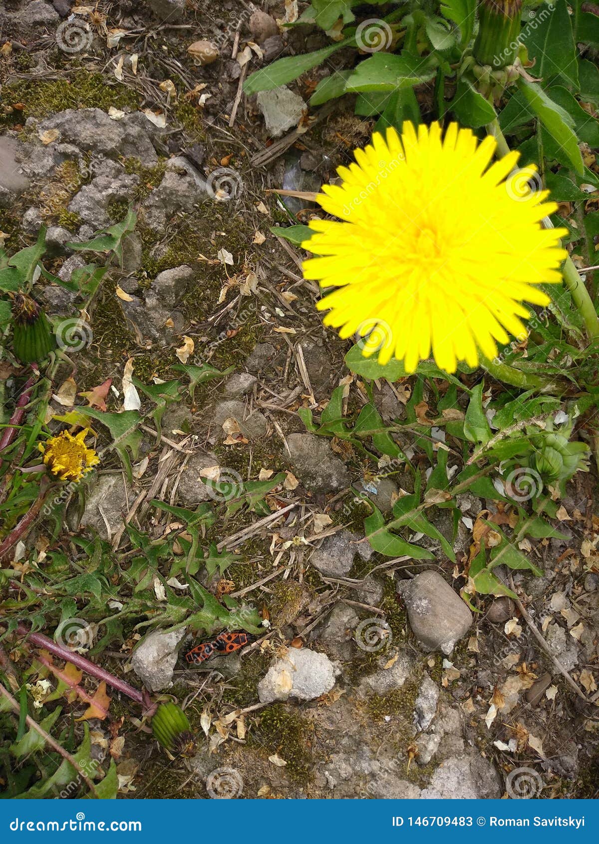 Yellow Flower in Green Grass and Stones in Spring Stock Image Image
