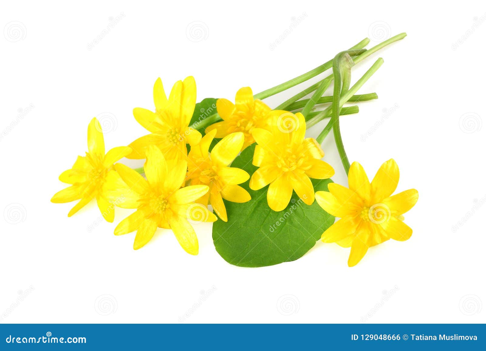 Yellow Flower with Green Leaf Isolated on White Background Stock Photo