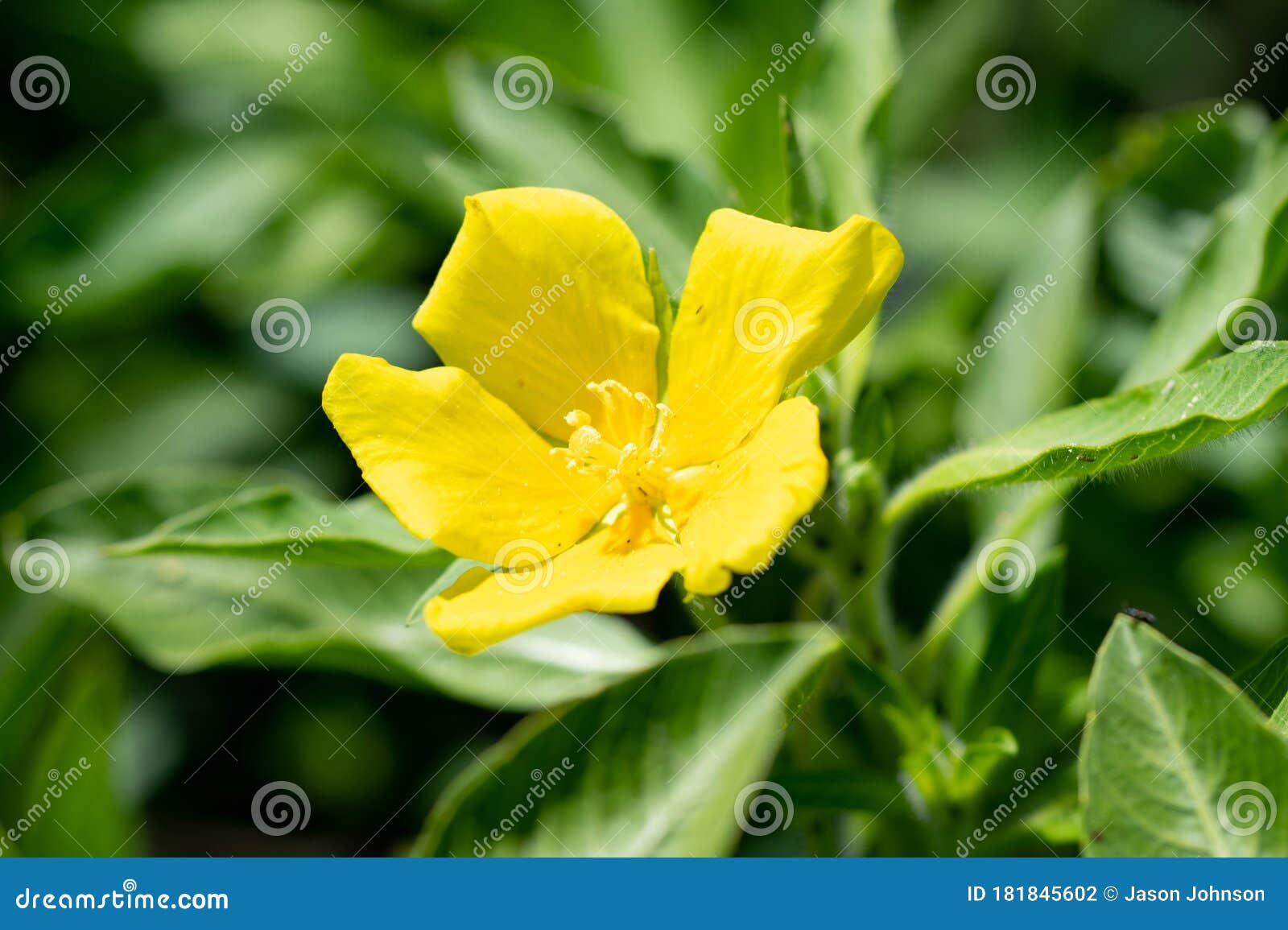 Yellow Flower in a Green Leafy Area Stock Photo Image of marsh, leafy