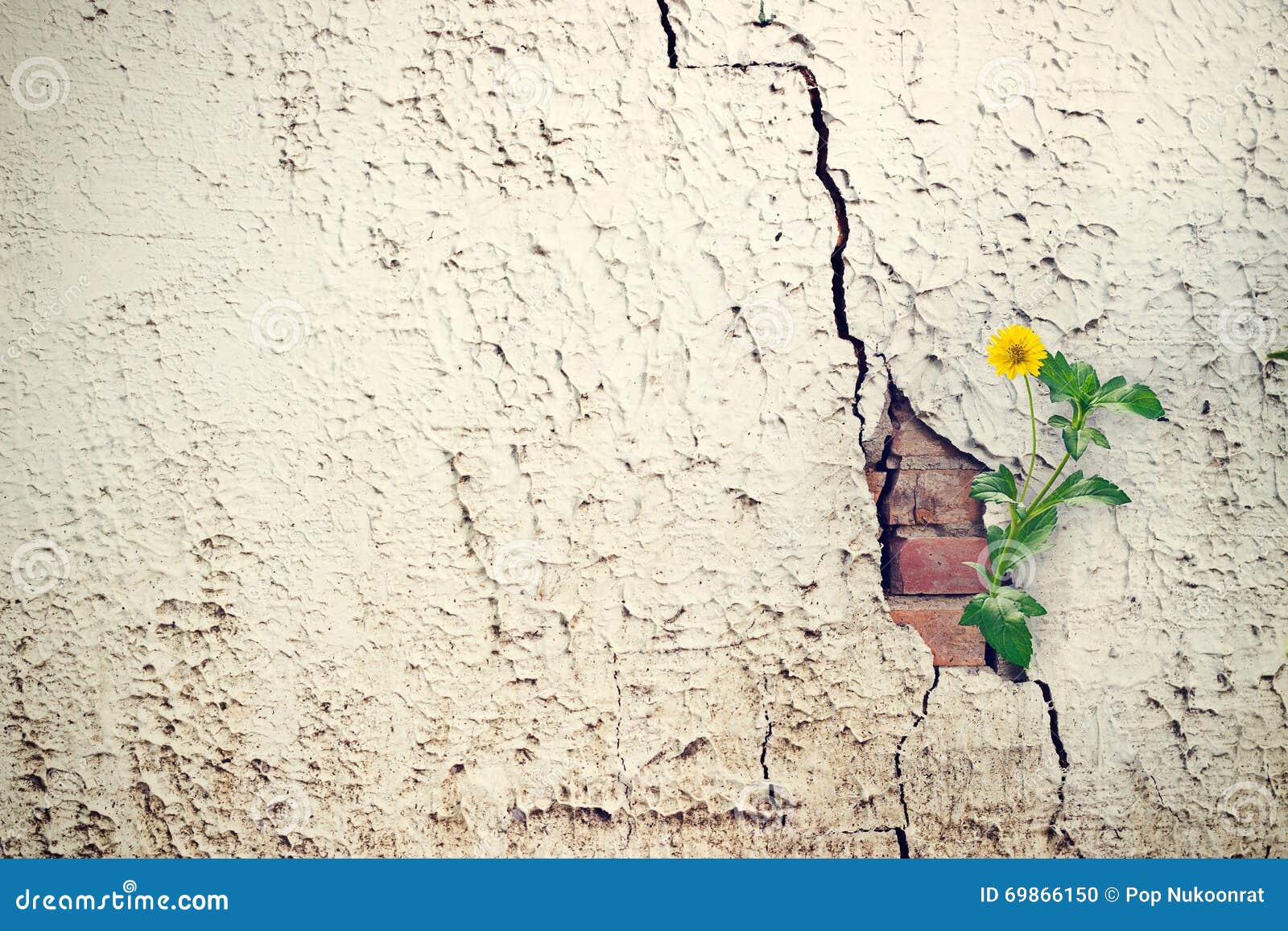Yellow Flower Growing on Crack Grunge Wall Stock Photo Image of