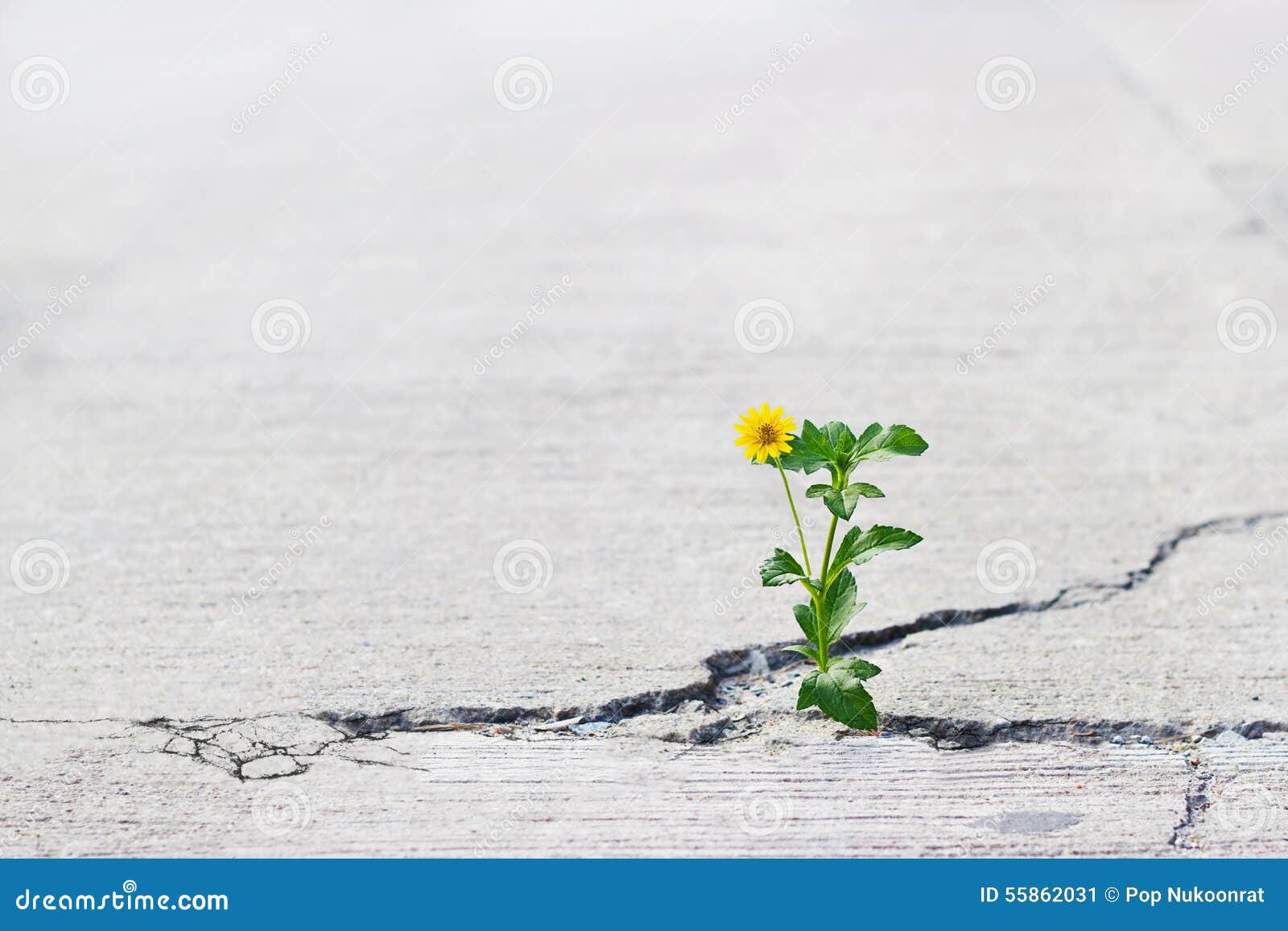 yellow flower growing on crack street, soft focus