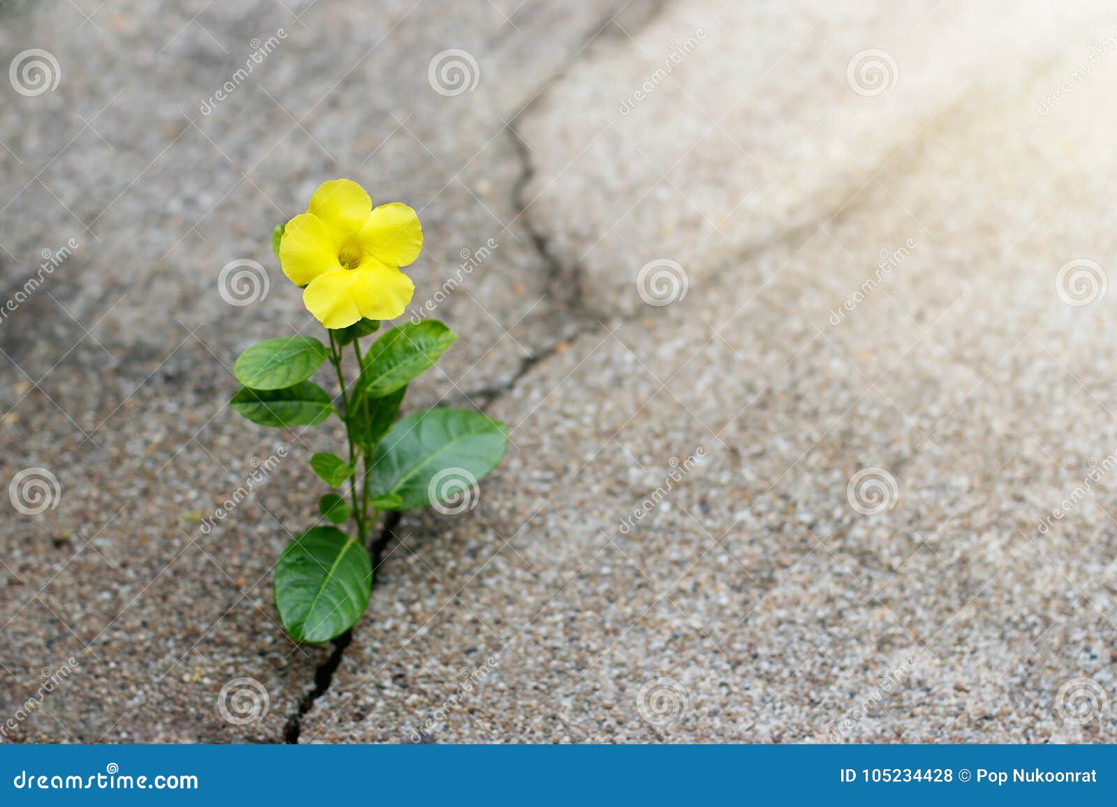 yellow flower growing on crack street, hope concept