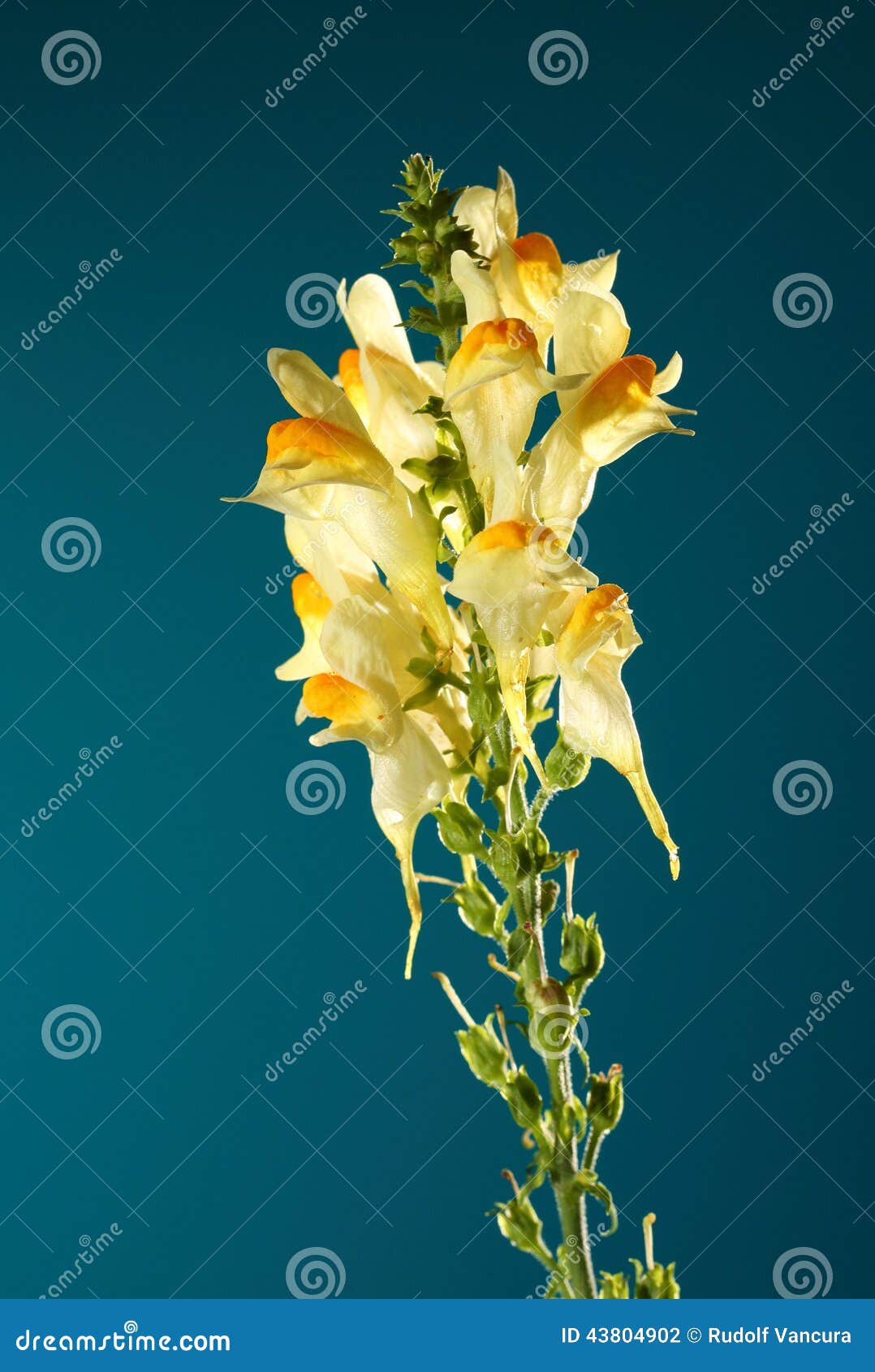 Yellow Flower, Growing Wild Stock Photo Image of stalk, plant 43804902