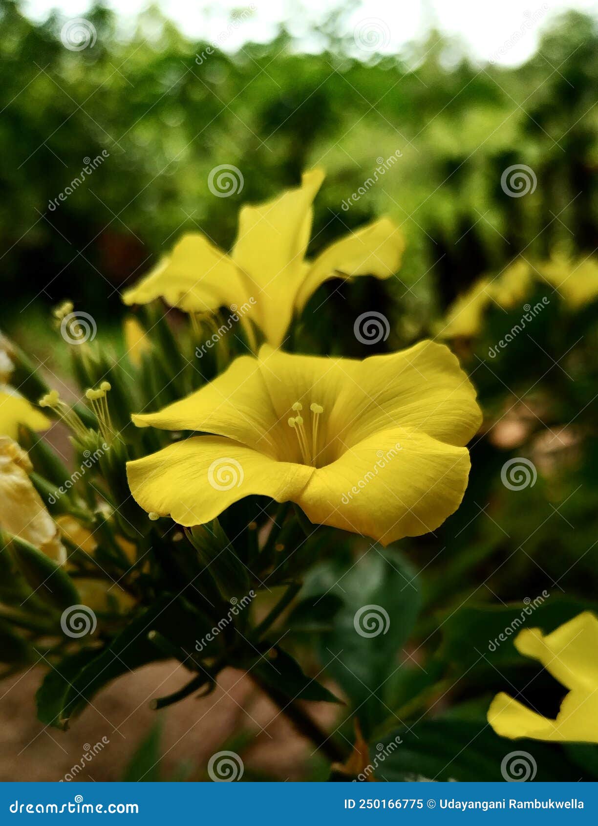 Yellow Flower of Hanguranketha in Sri Lanka Stock Image Image of