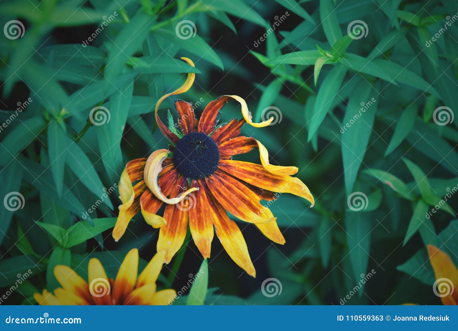 pretty hidden flowers pretty hidden flowers