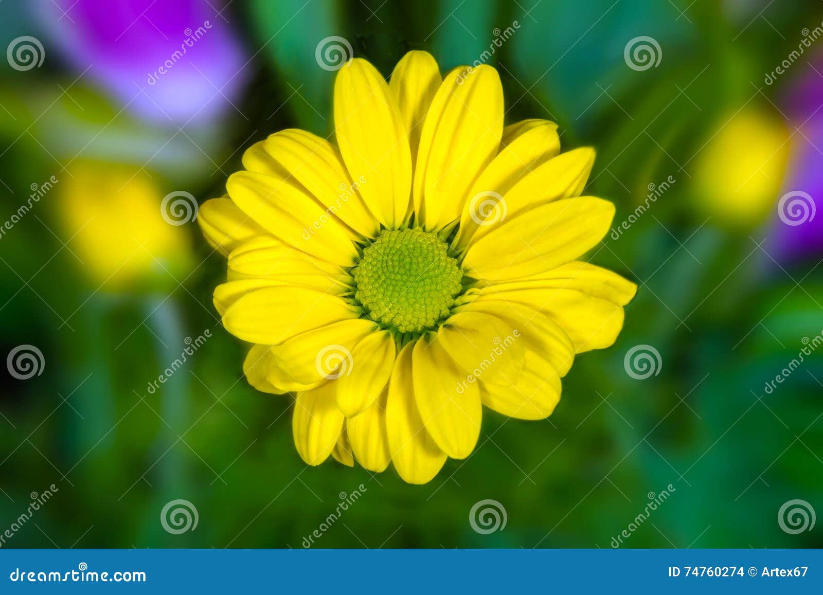 Yellow Flower Image Resembling a Daisy on a Green Background Stock