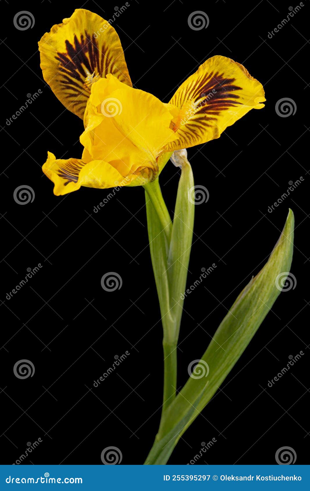 Yellow Flower of Iris, Isolated on Black Background Stock Image Image
