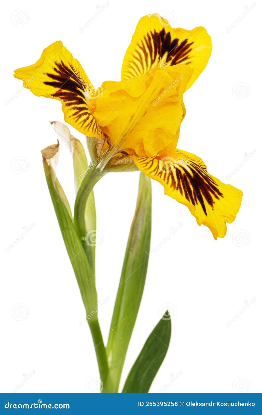 Yellow Flower of Iris, Isolated on White Background Stock Photo Image