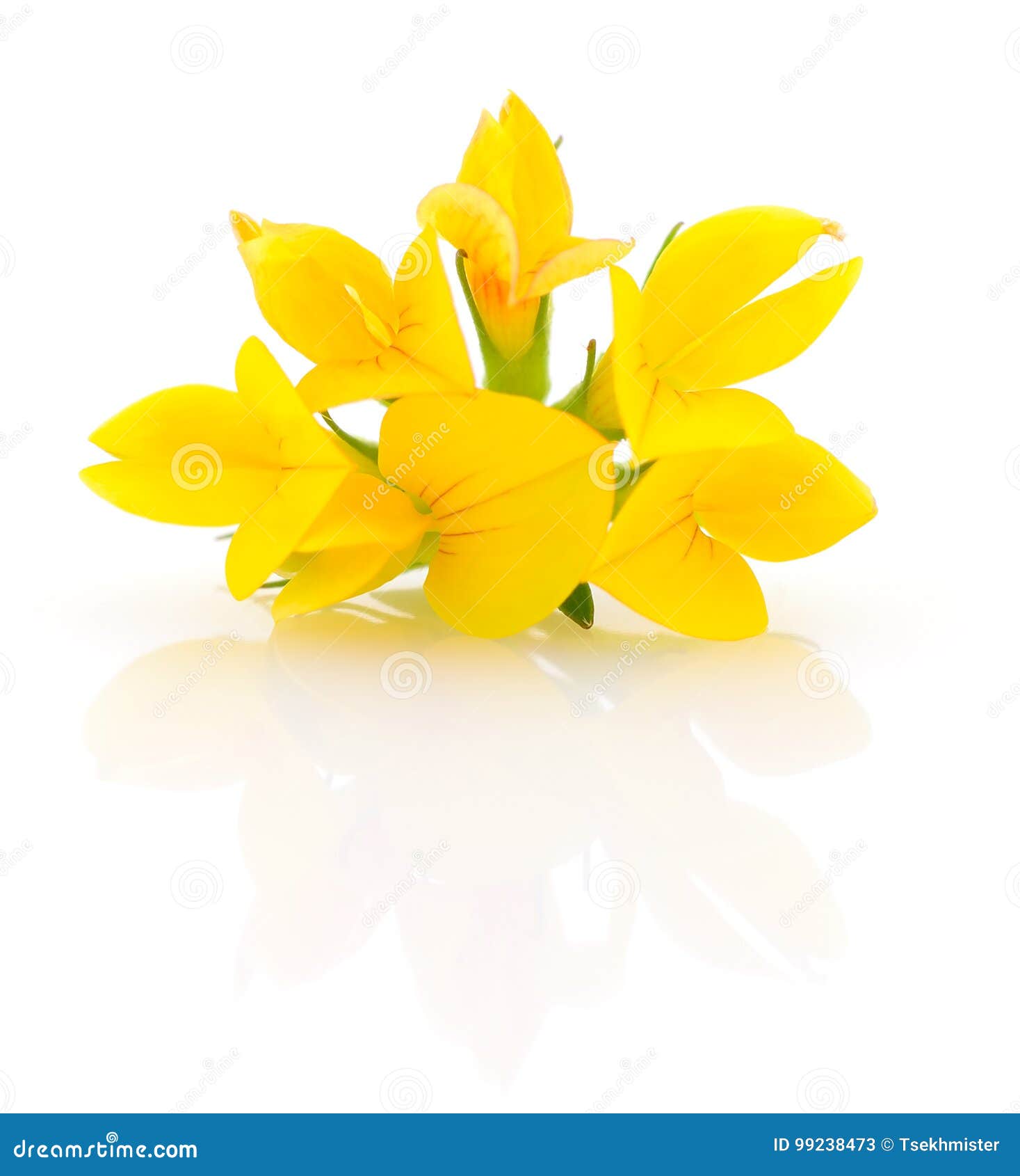 Yellow flower isolated stock image. Image of season, macro - 99238473