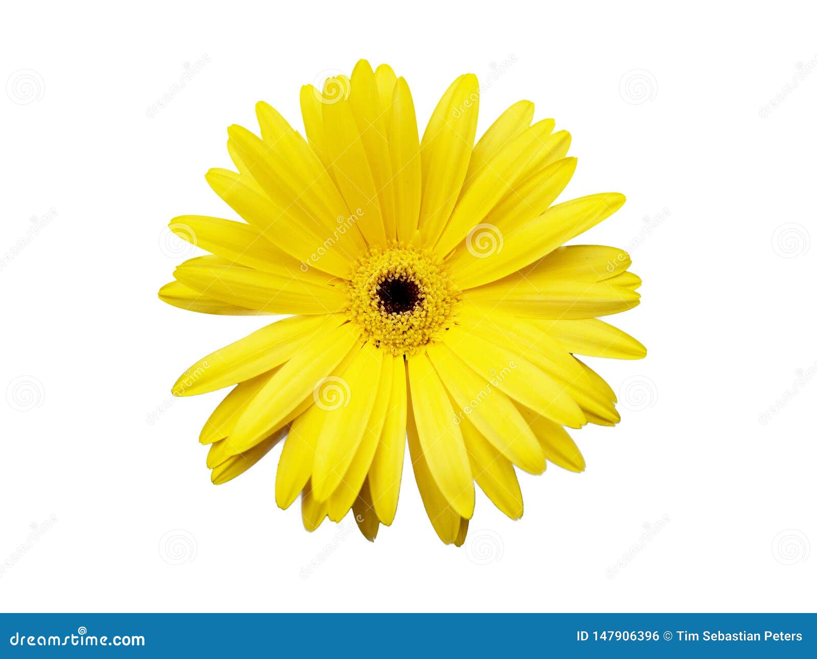 Yellow Flower Isolated on White Background Stock Photo - Image of