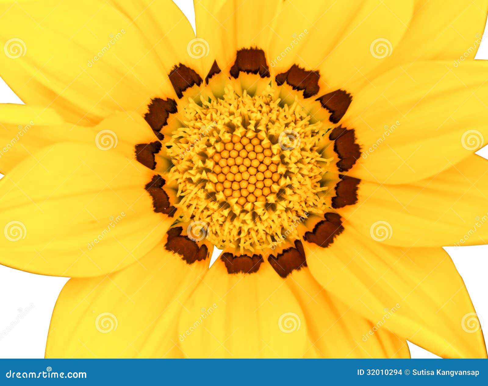 Yellow Flower Isolated on White Background Stock Photo - Image of life