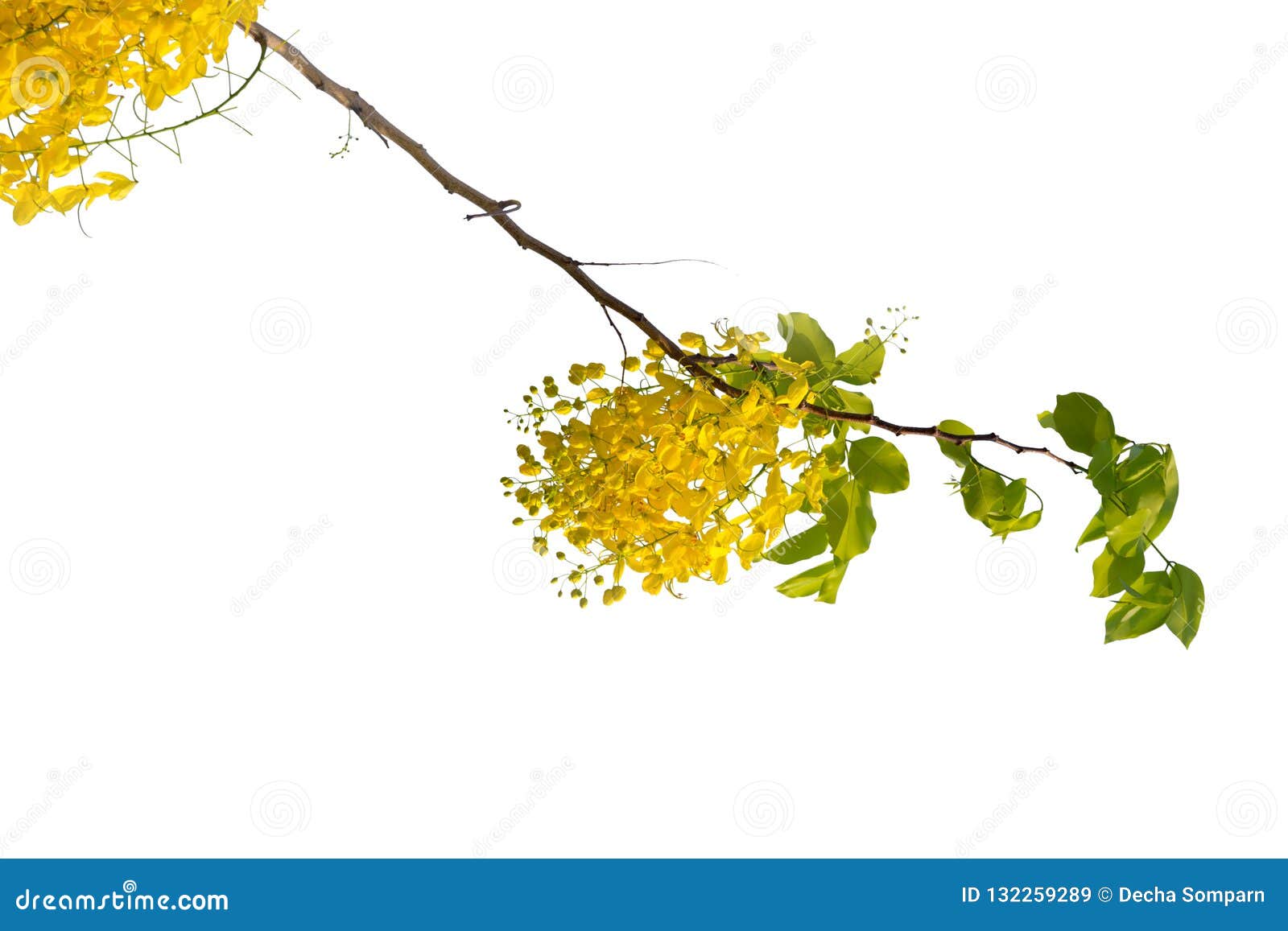 Yellow Flower Isolated on White Background Stock Image - Image of