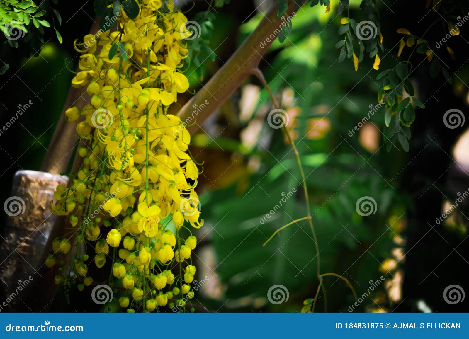 This Yellow Flower Known As Kanikonna and Its a Seasonal Flower Blooming at  the Time of Vishu and Its Called Vishuflower Stock Image - Image of  seasonal, yellow: 184831875