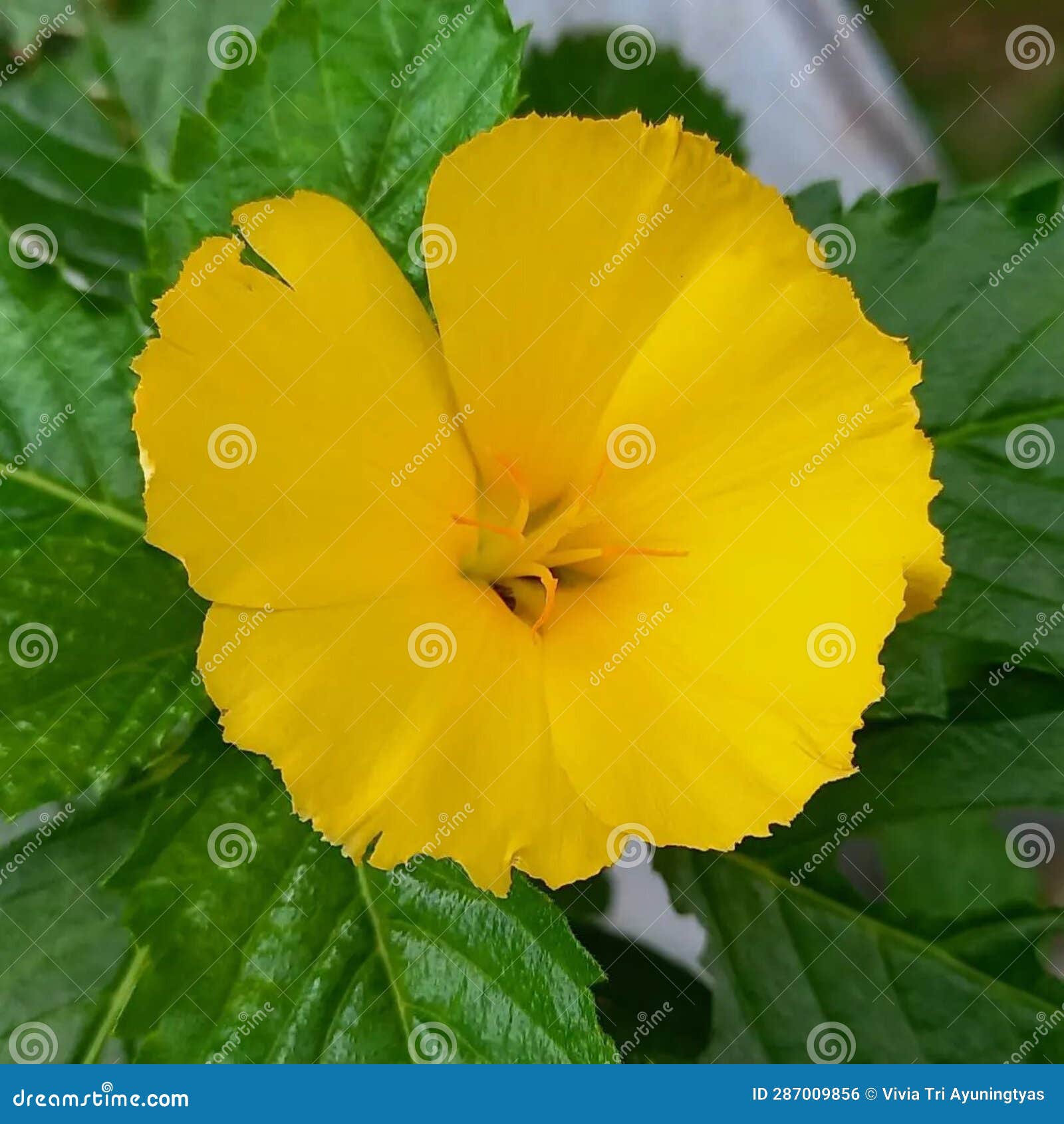 This Yellow Flower Look so Pretty and Fresh from the Nature. this