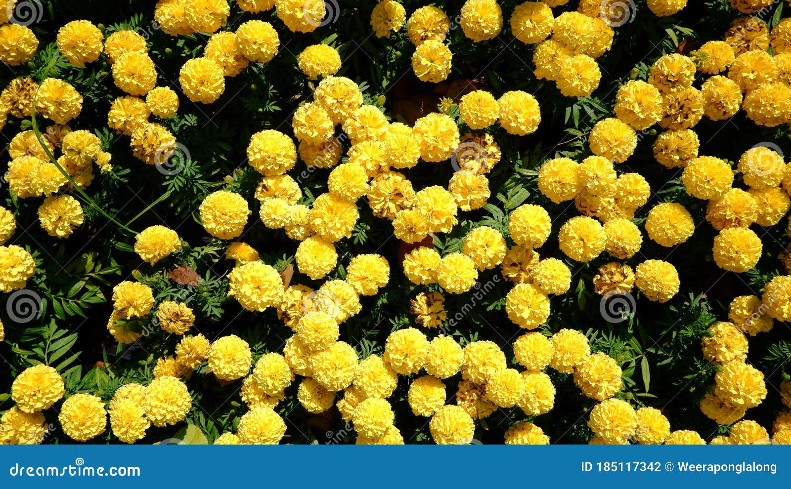 Yellow Flower, or Marigold Flower in the Field Stock Photo - Image of ladies, garden: 185117342 Yellow Flower, or Marigold Flower in the Field Stock Photo - Image of ladies, garden: 185117342