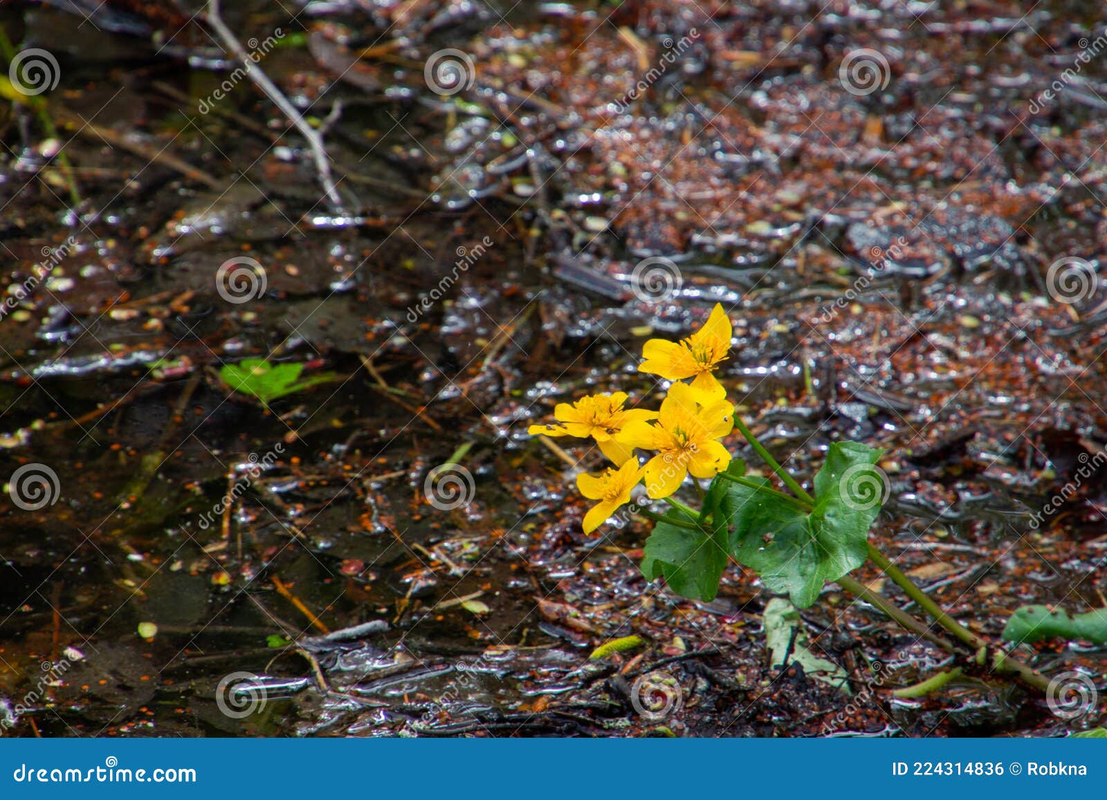 yellow flower of a marsh marigold with copy space, also called caltha palustris or sumpfdotterblume