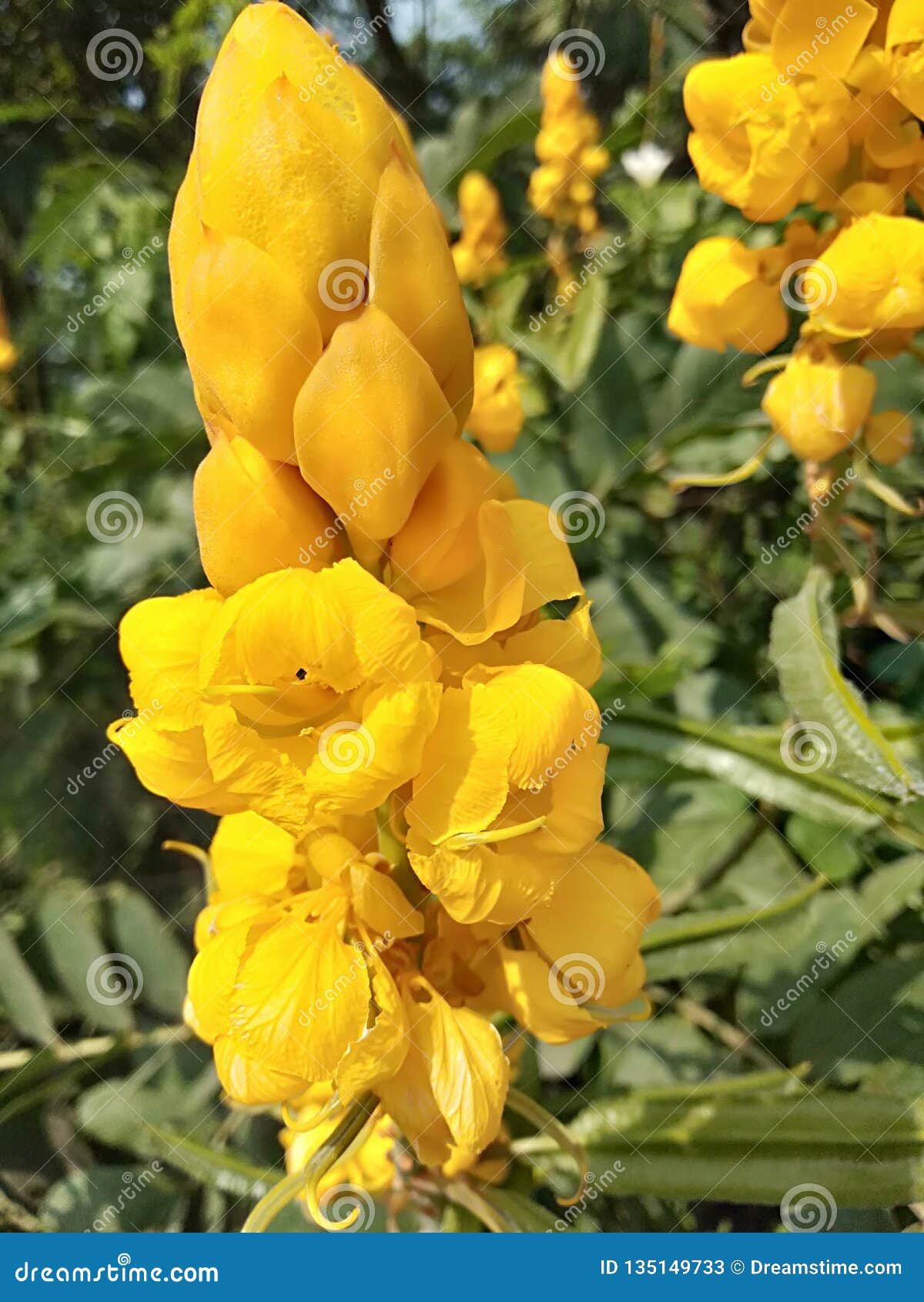 yellow flower in my garden tree it is the best flower in india stock