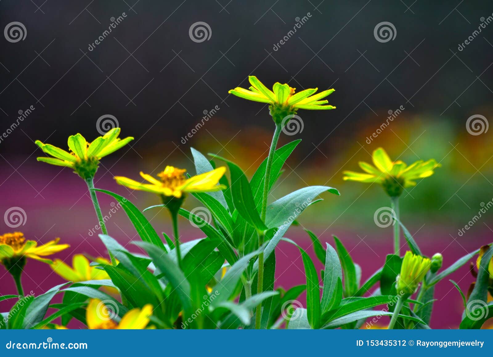 yellow flower natural look bright, look at the garden