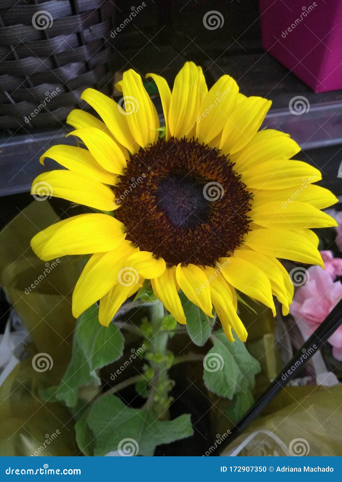 yellow flower in naturals