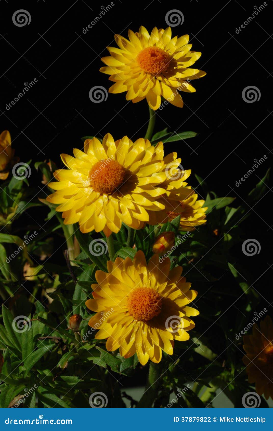 Yellow Flower with Orange Centre Stock Photo Image of dried, bright