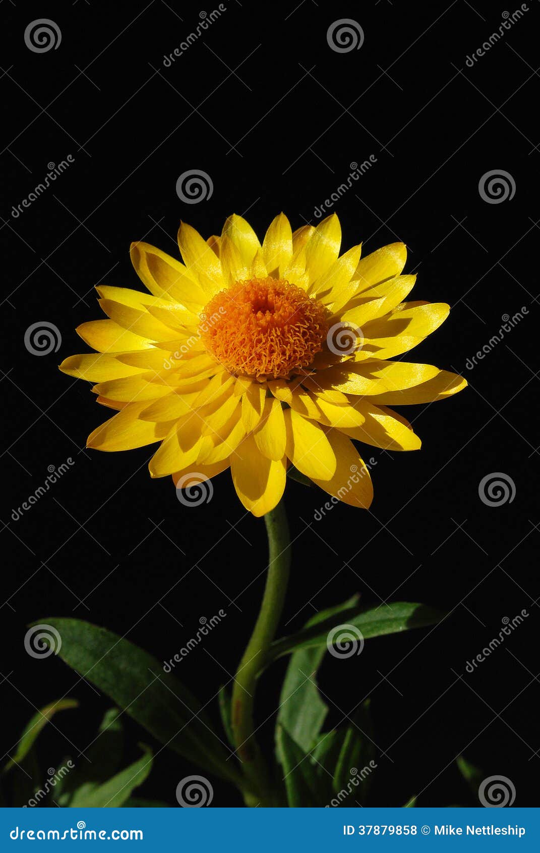 Yellow Flower with Orange Centre Stock Photo Image of black, insects