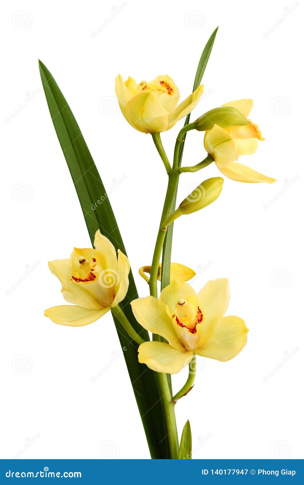 yellow flower orchids.