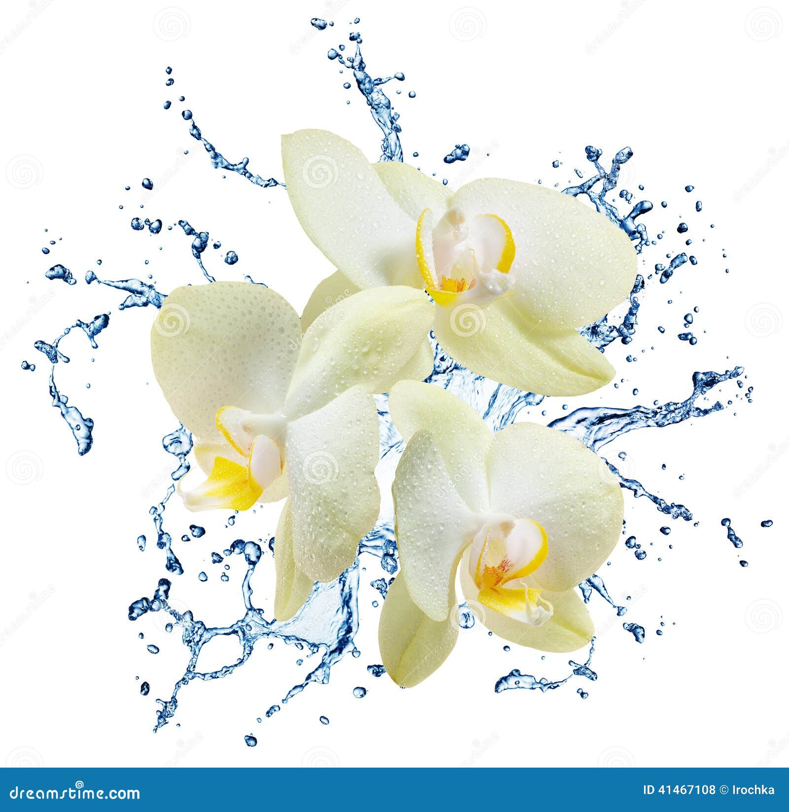 Yellow flower orchids stock photo. Image of splash, branch - 41467108