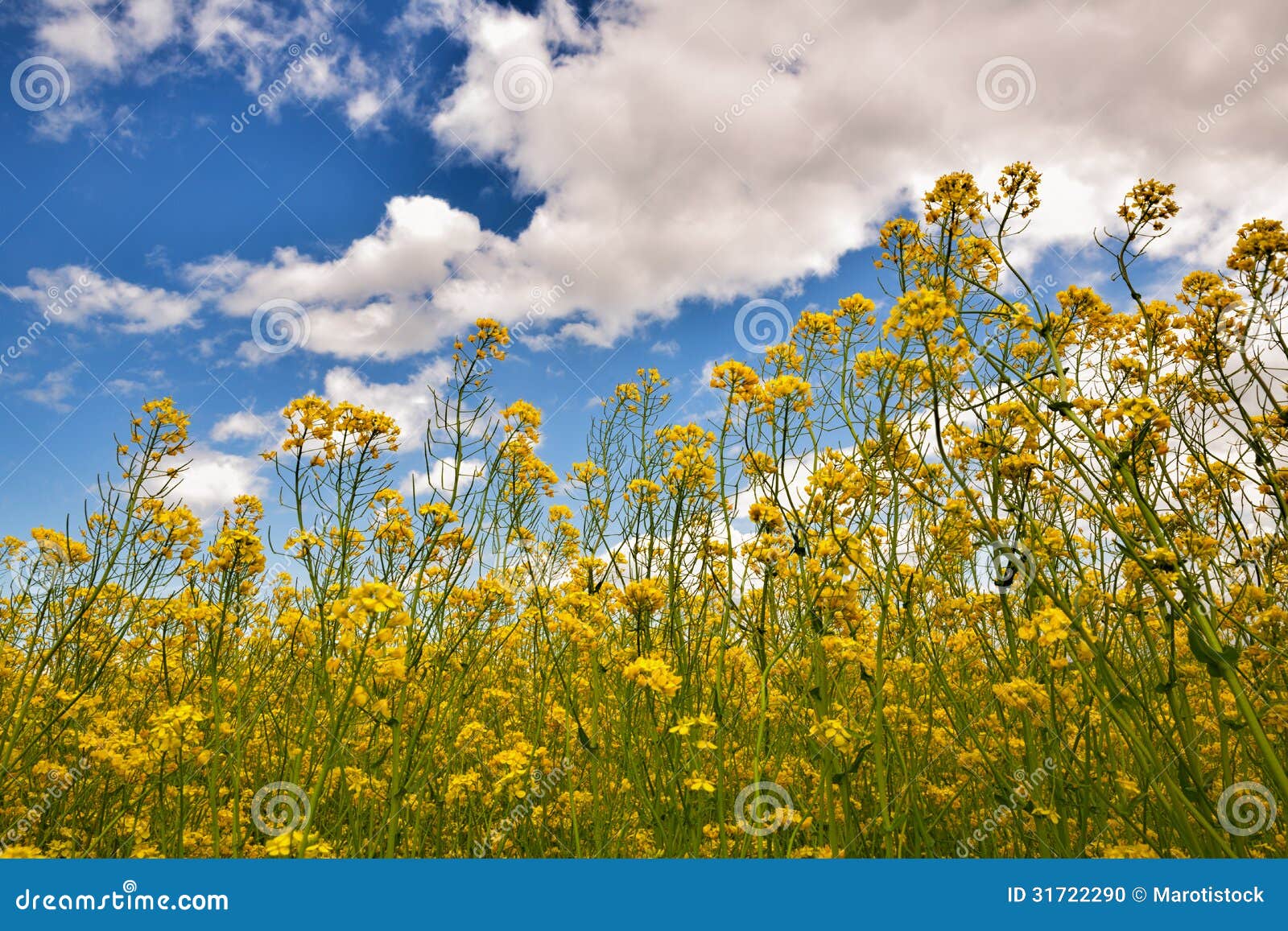 Yellow flower outdoors stock photo. Image of blue, foliage 31722290