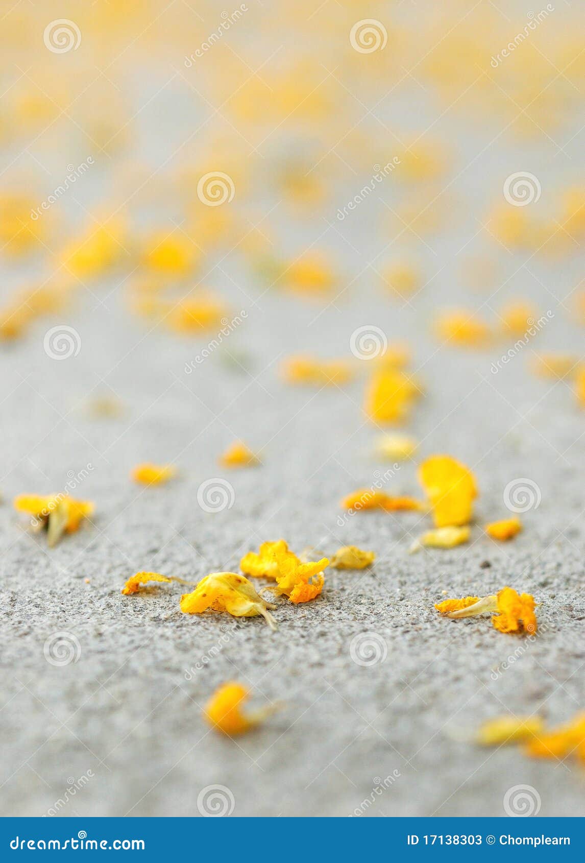 Yellow Flower Petals stock image. Image of footpath, flower 17138303