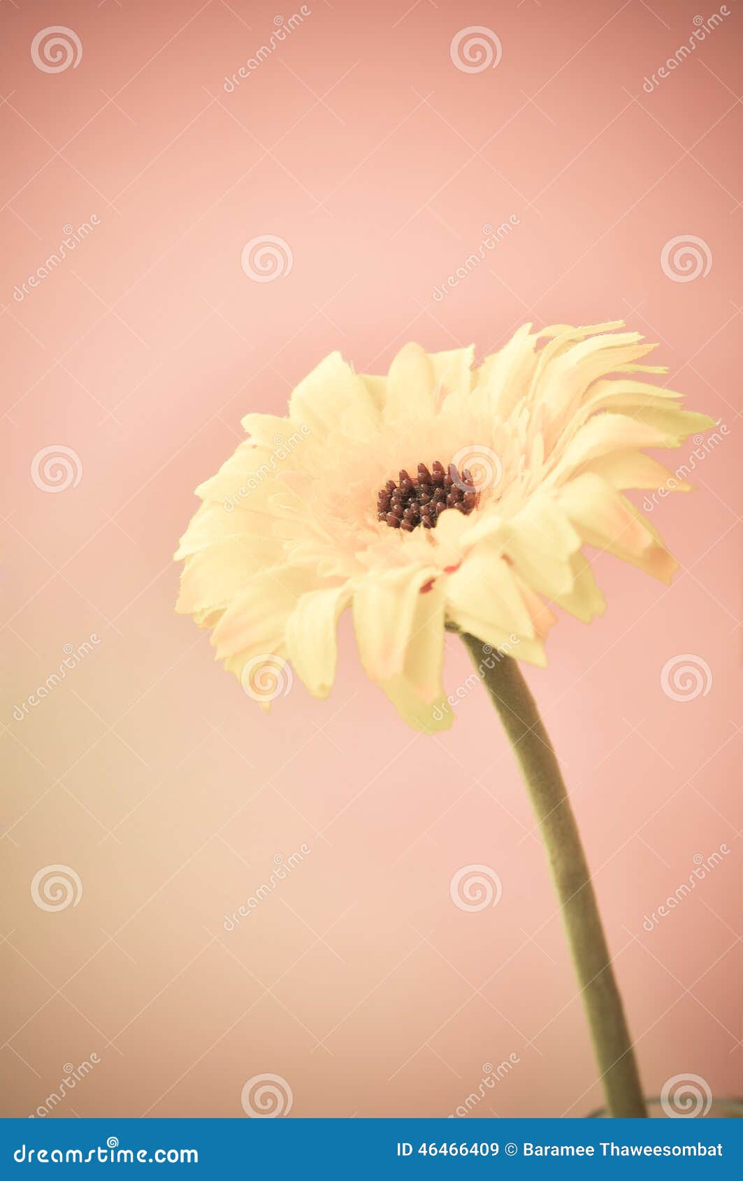 Yellow Flower on Pink Background Stock Image Image of growth, present