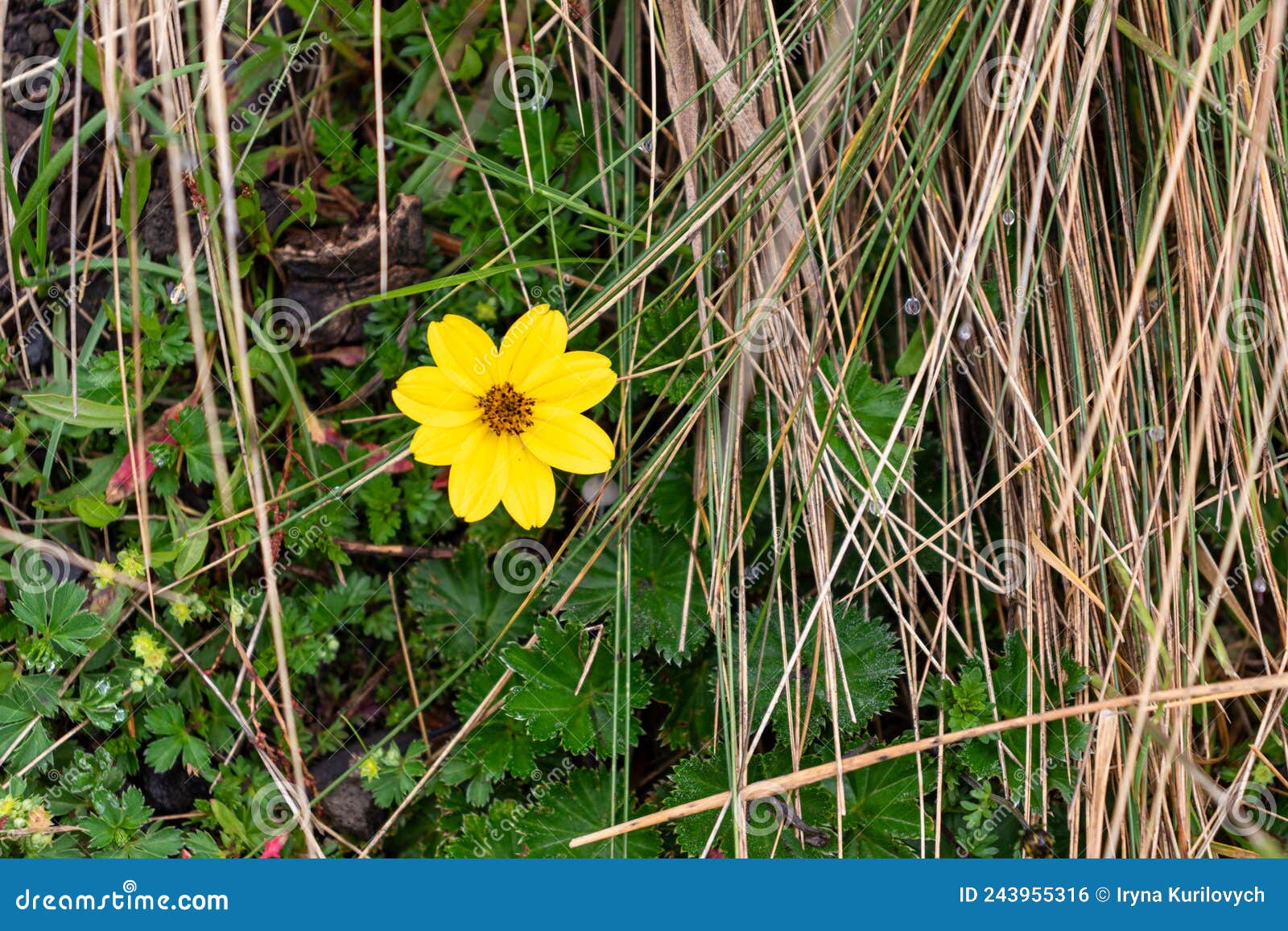 yellow flower of pÃÂ¡ramo called bidens andicola.