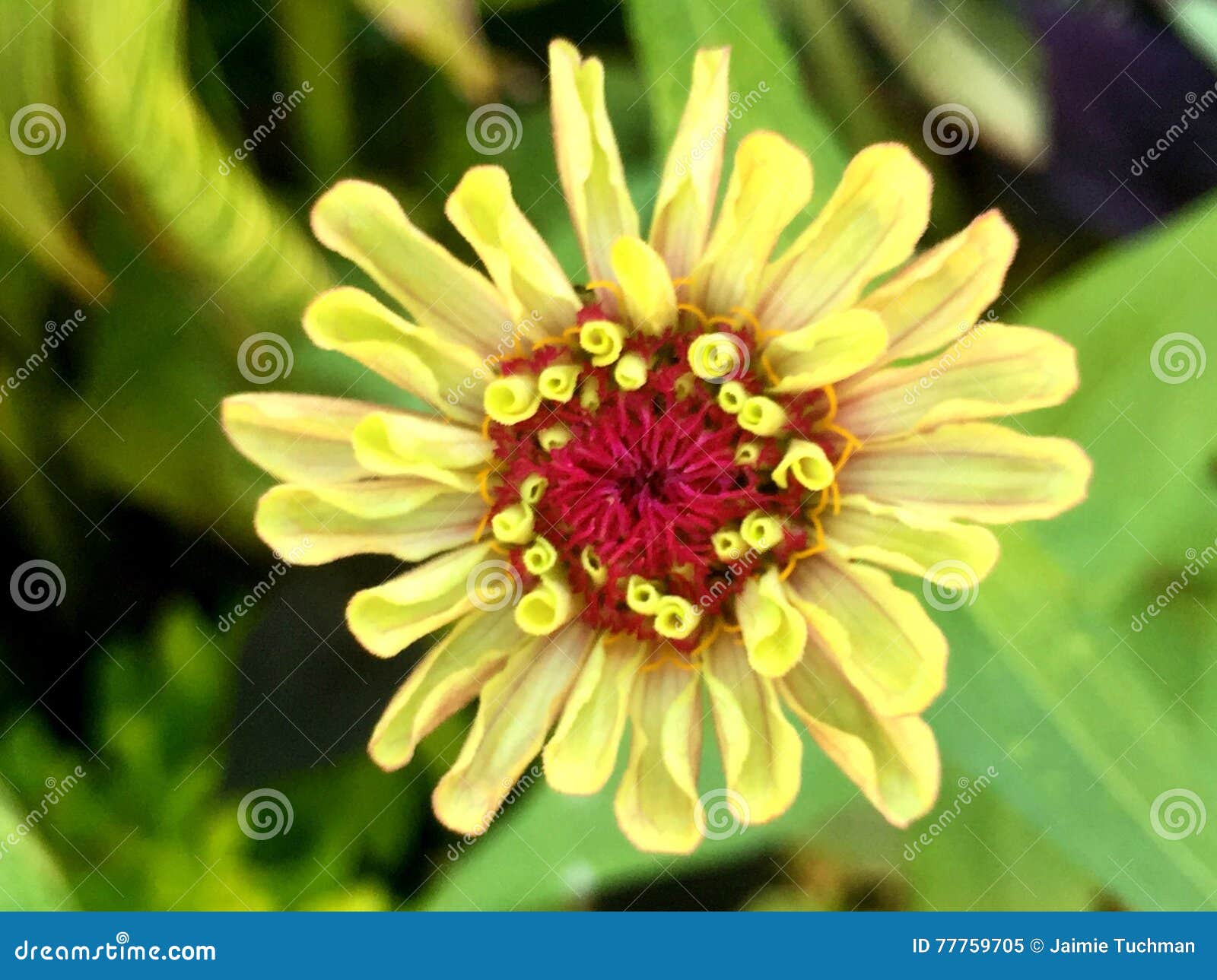 Yellow Flower with Red Center Stock Image Image of green, blossom 77759705