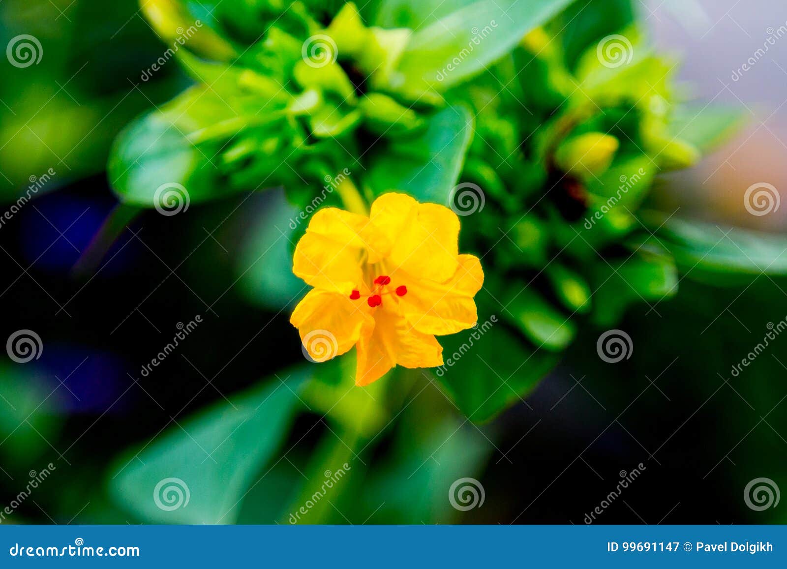 Yellow Flower with Red in the Center Stock Image Image of fresh, pattern 99691147