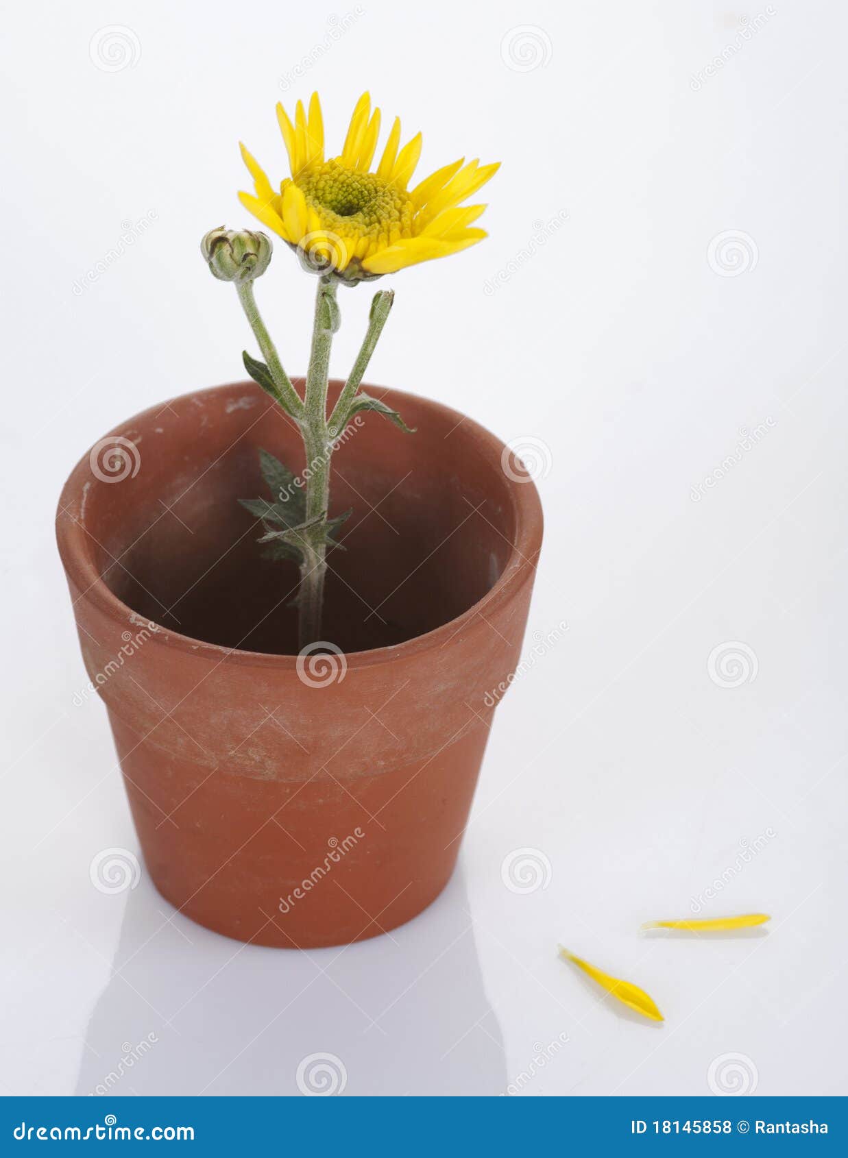 Yellow Flower In A Small Pot Stock Photo Image of bouquet, house 18145858