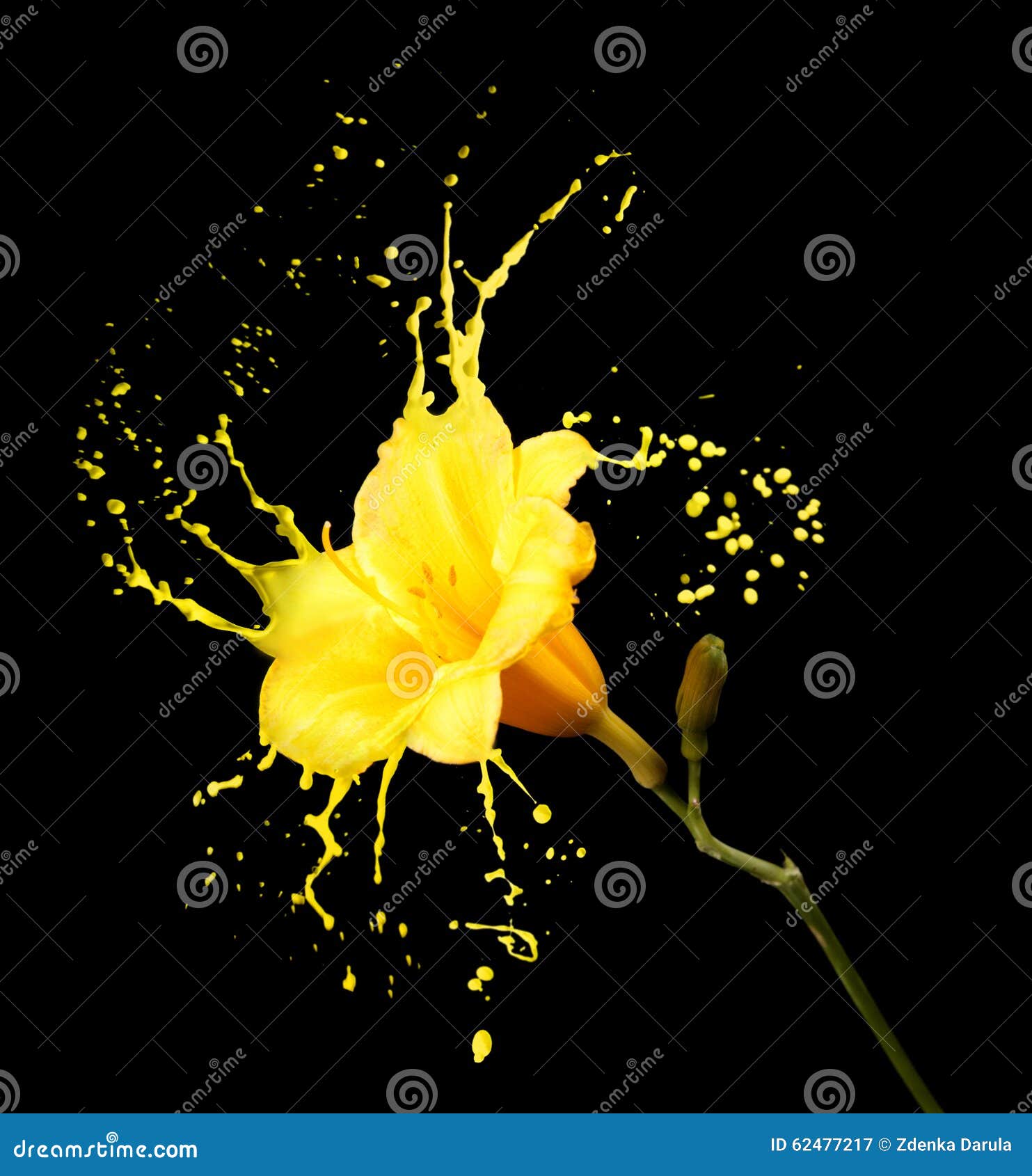 Yellow flower splashes stock image. Image of drop, black 62477217