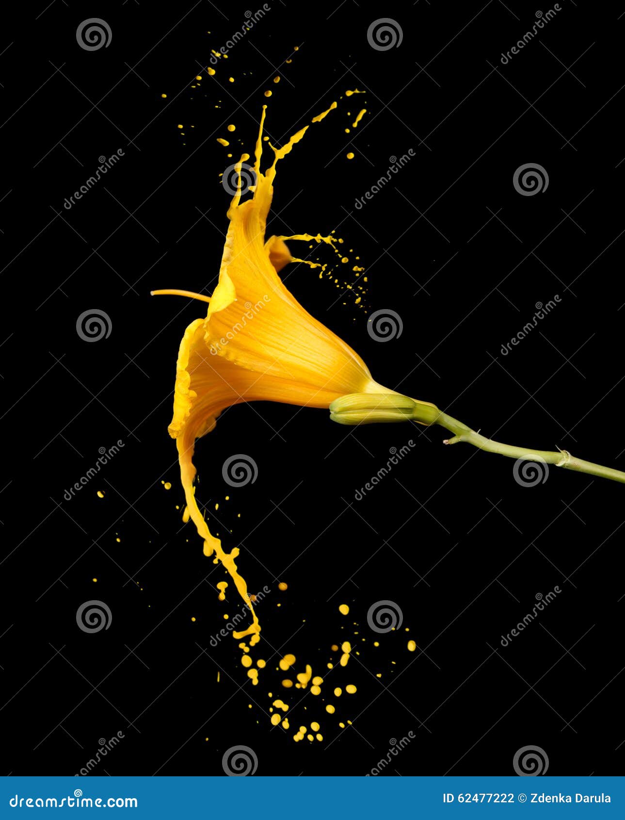 Yellow flower splashes stock photo. Image of closeup 62477222