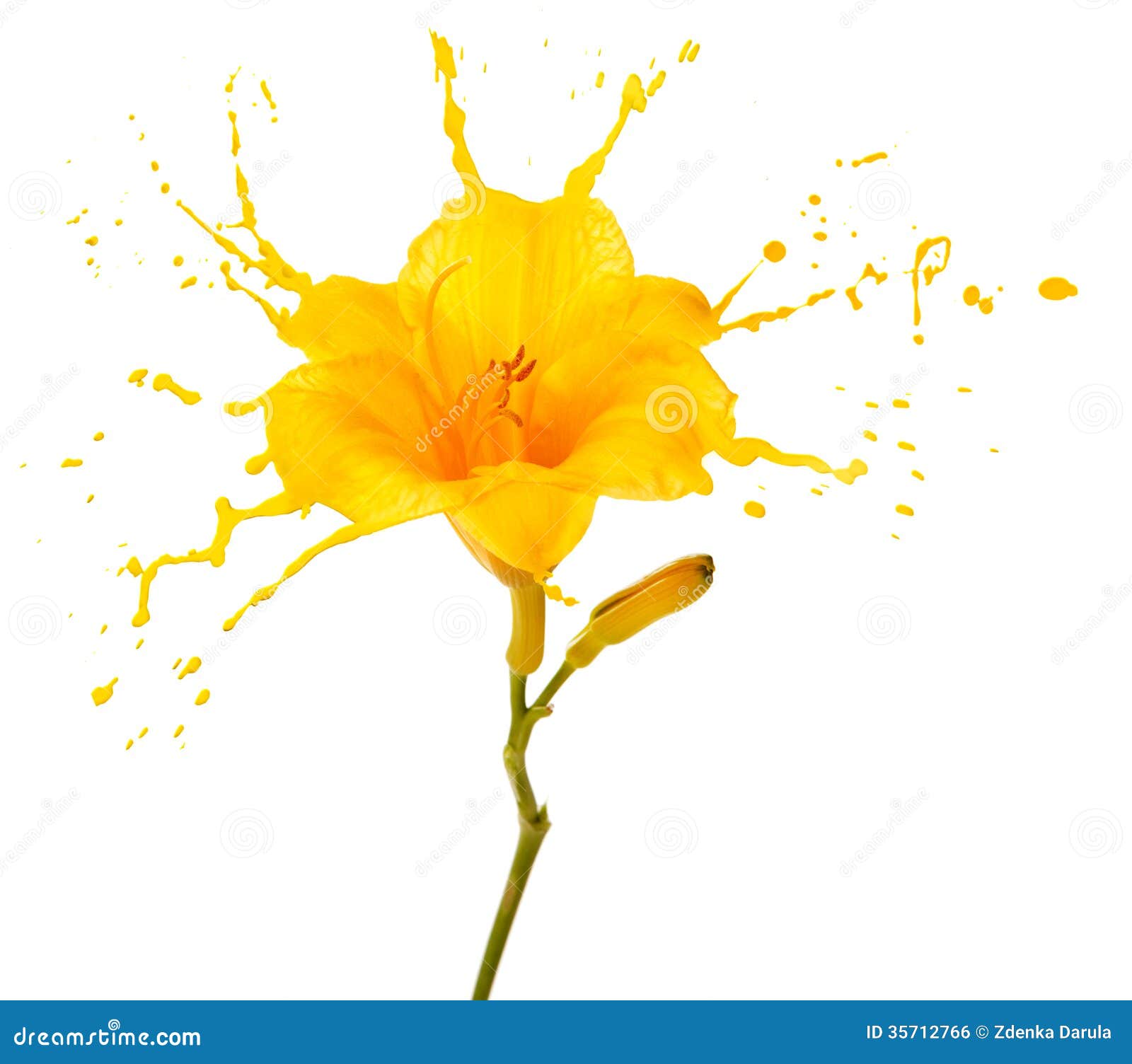 Yellow flower splashes stock photo. Image of beautiful 35712766