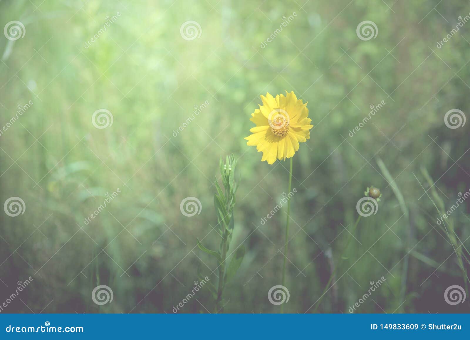 Yellow Flower in the Spring Background Stock Image Image of flower