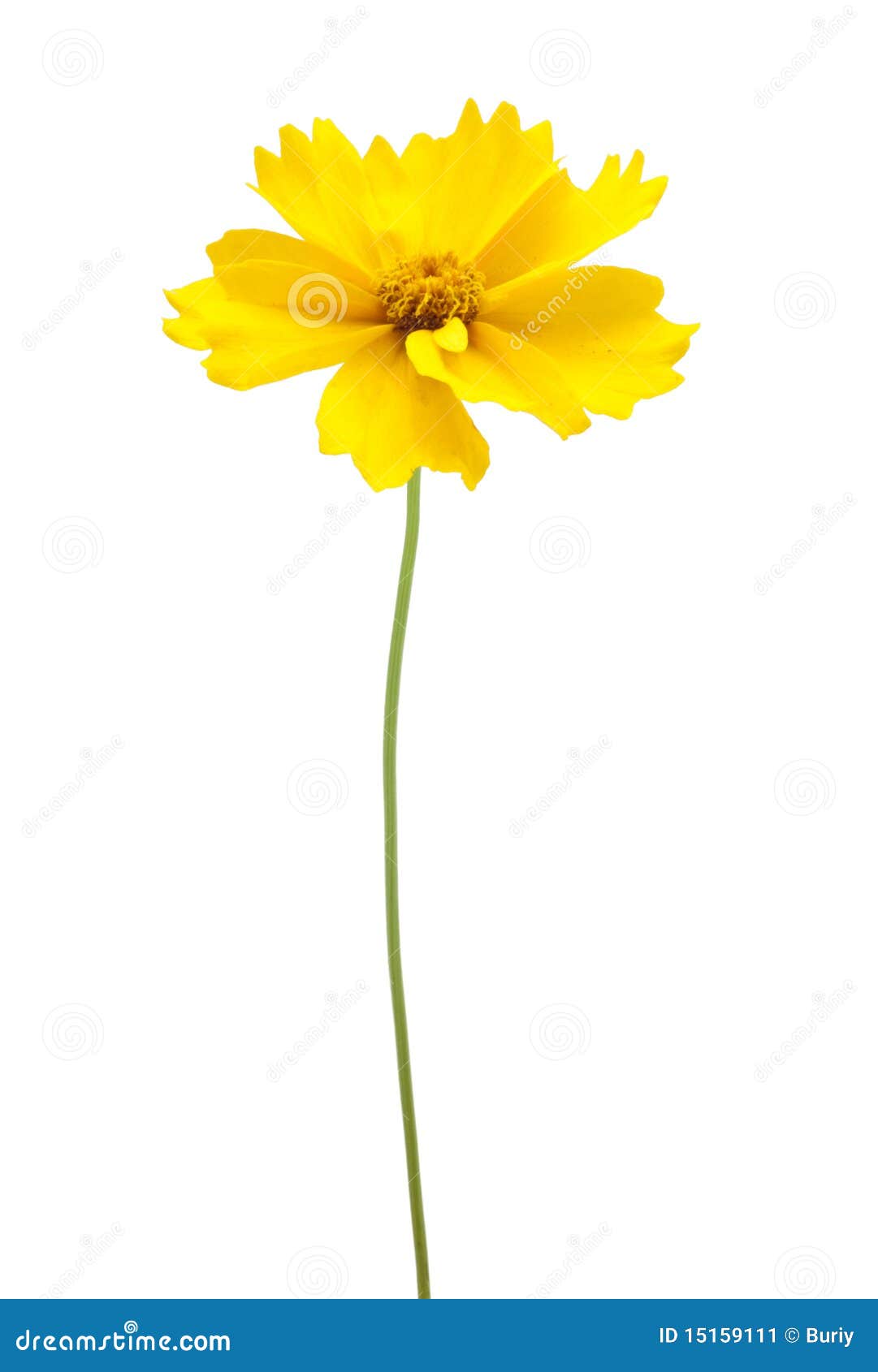 A Yellow Flower With A Stem Stock Image Image 15159111