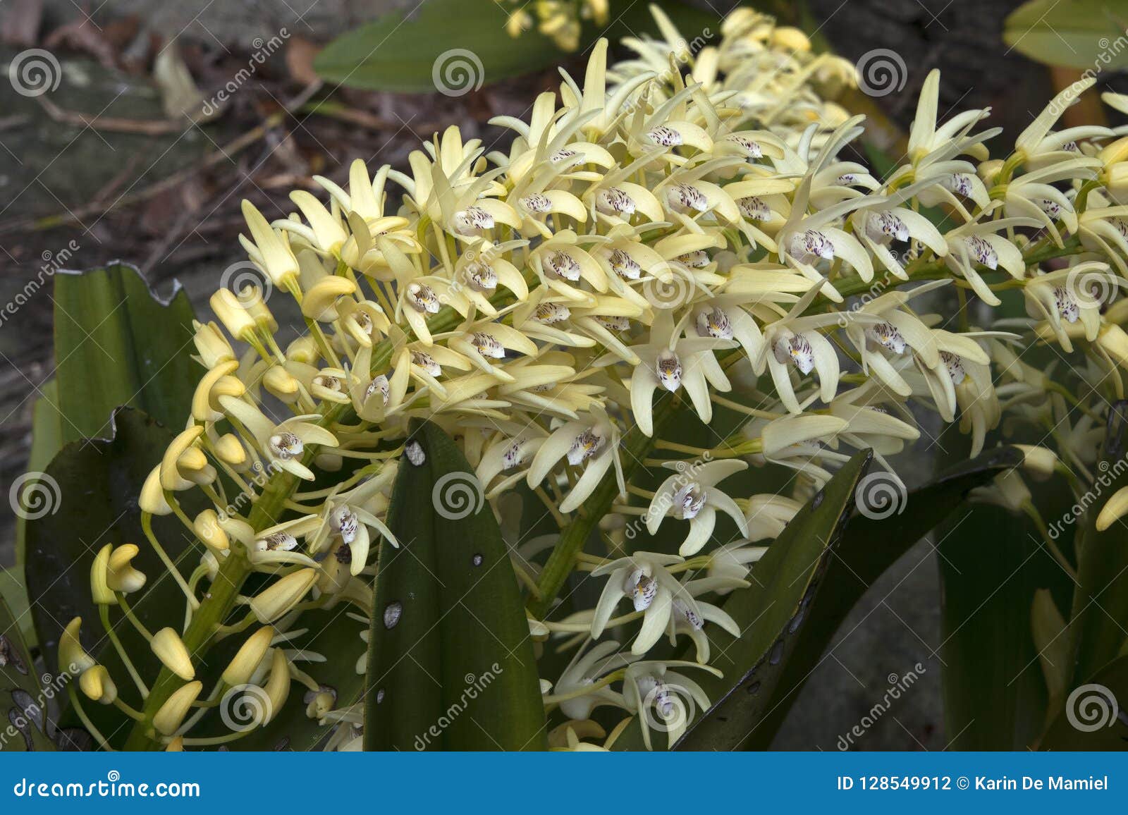 yellow flower stem of dendrobium speciosum or sydney rock orchid