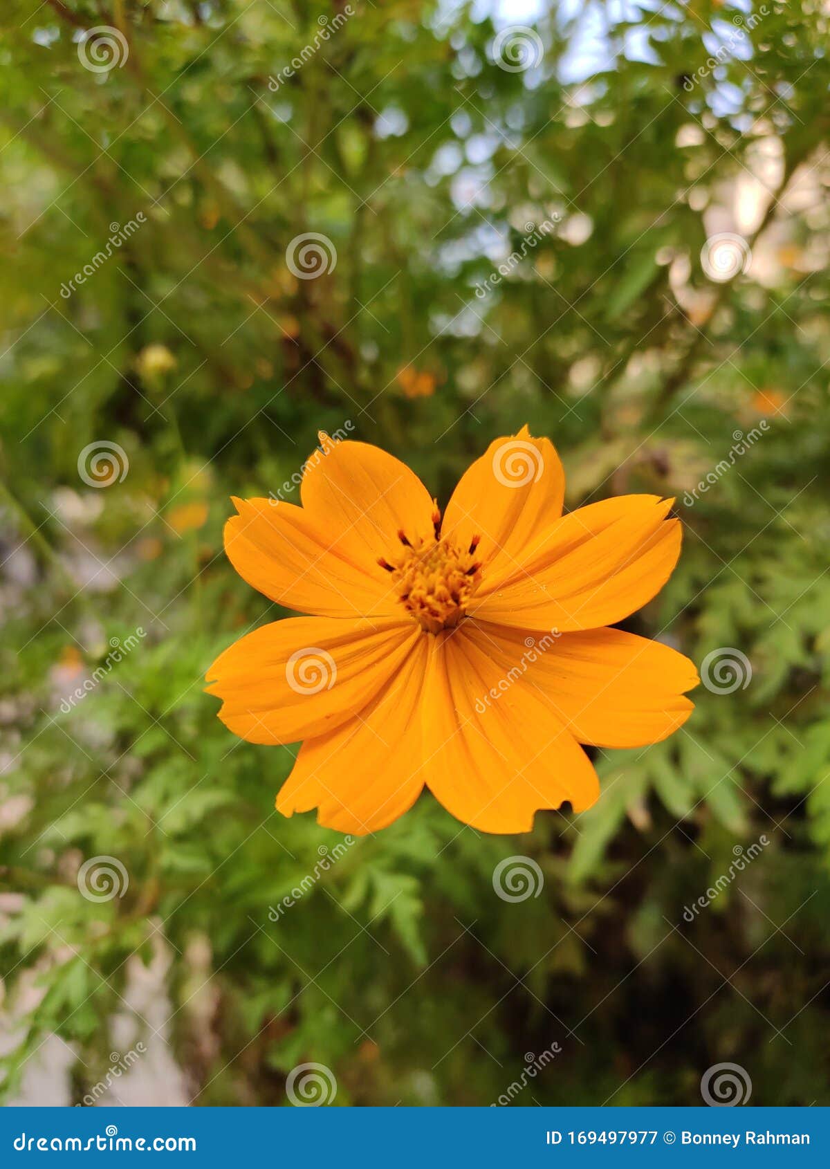 Yellow Flower is Symbol of Spring, the Flower Has 8 Flower Stock Image Image of yellow, flower