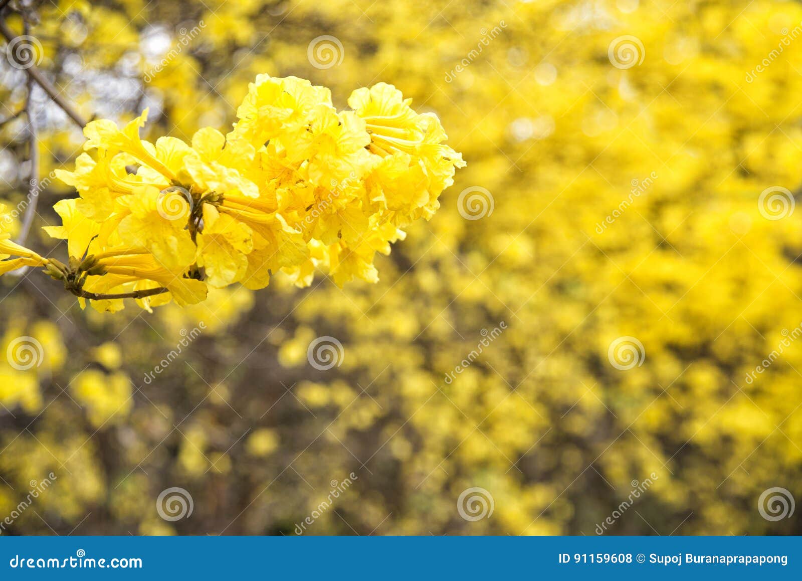 yellow flower, tabebuia chrysantha nichols,tallow pui,golden tre