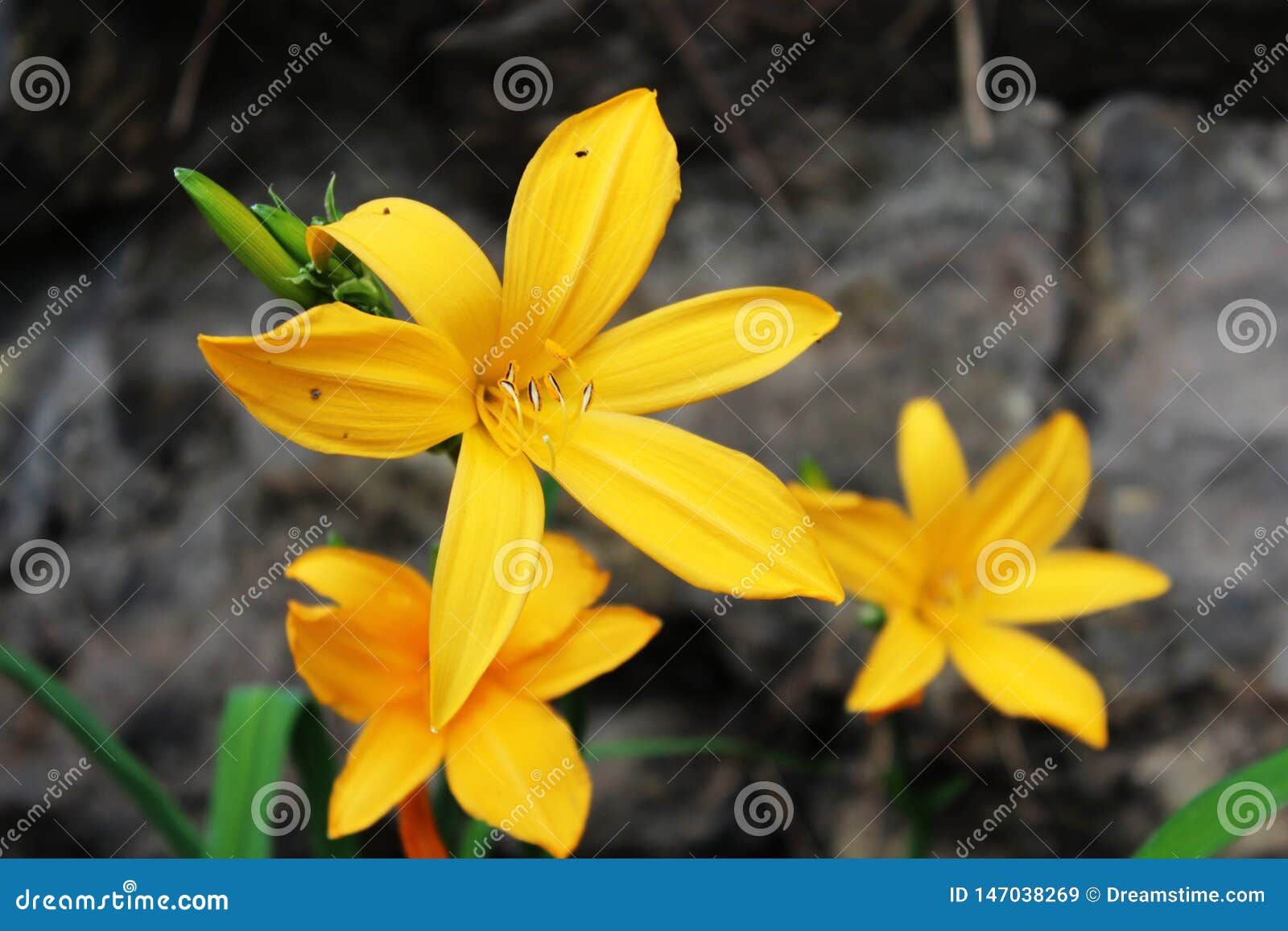 yellow flower at tenerife, canary islands