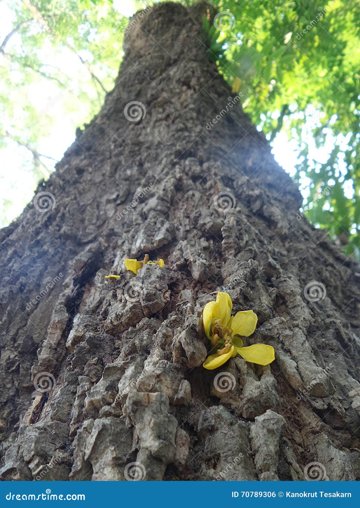 Yellow flower on tree bark stock photo. Image of park 70789306