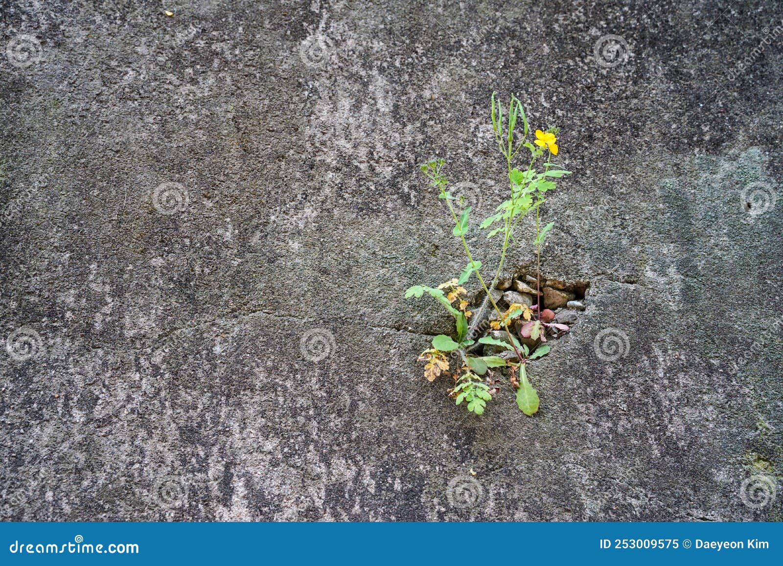 A Yellow Flower on the Wall Stock Image Image of farming, petals