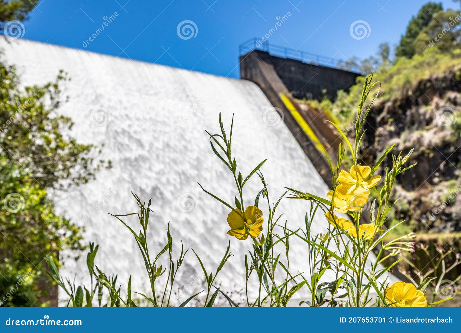 yellow flower and waterfall  in divisa dam