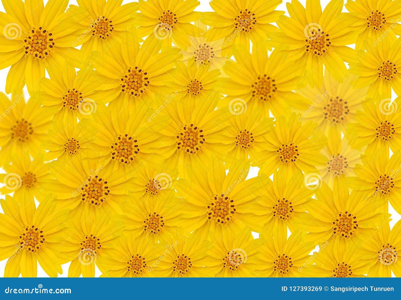 Yellow Flower on White Background Stock Image Image of bloom, garden
