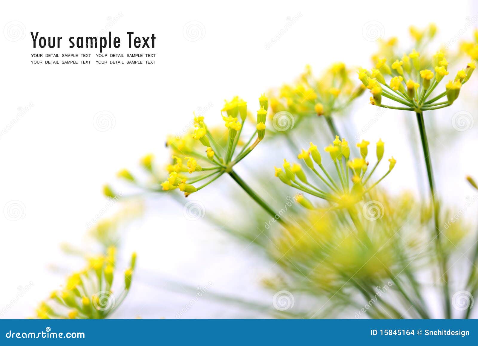 Yellow Flower on White Background Stock Photo - Image of medicine