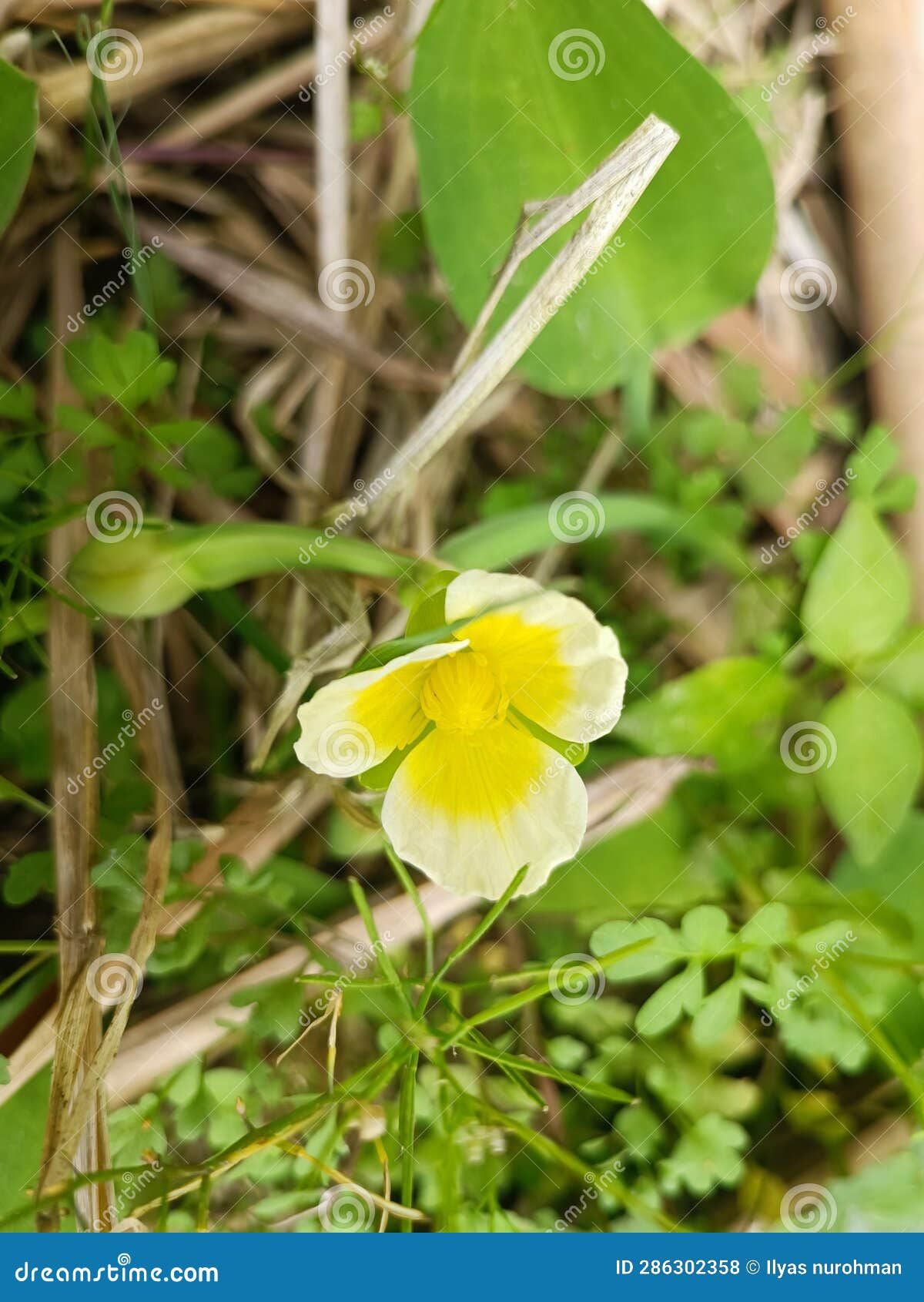 a yellow flower with a yellow center and a yellow flower with the word quot on it